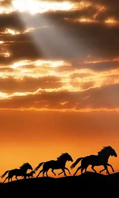 Horse Live Wallpaper android App screenshot 0