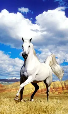 Horse Live Wallpaper android App screenshot 3