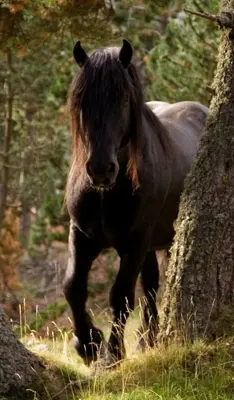 Horse Live Wallpaper android App screenshot 4