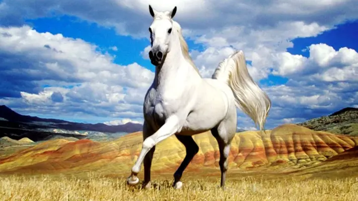 Horse Live Wallpaper android App screenshot 5